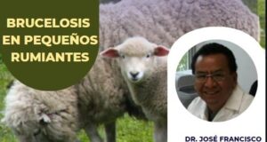 Brucelosis en caprinos y ovinos ¿Cuál es su importancia?