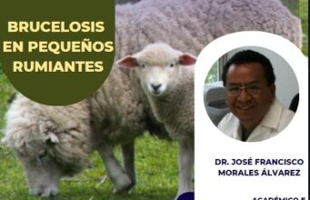 Brucelosis en caprinos y ovinos ¿Cuál es su importancia?