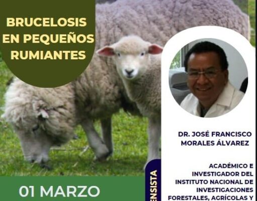 Brucelosis en caprinos y ovinos ¿Cuál es su importancia?