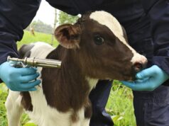 El 04 de junio iniciará el primer ciclo de vacunación contra la fiebre aftosa y brucelosis bovina del 2024