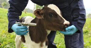 El 04 de junio iniciará el primer ciclo de vacunación contra la fiebre aftosa y brucelosis bovina del 2024