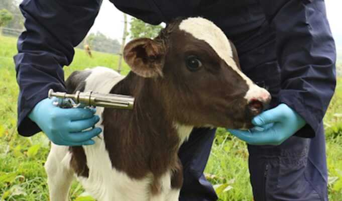 El 04 de junio iniciará el primer ciclo de vacunación contra la fiebre aftosa y brucelosis bovina del 2024