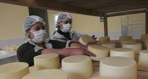 Con plata de los ganaderos se harán las subastas de leche para liberar inventarios de la industria láctea